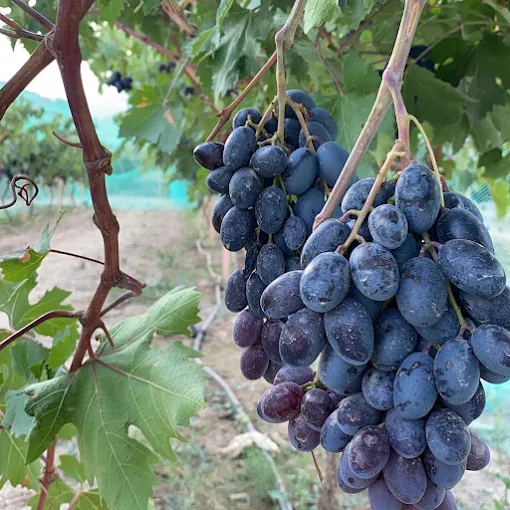 Al Khamis Farm