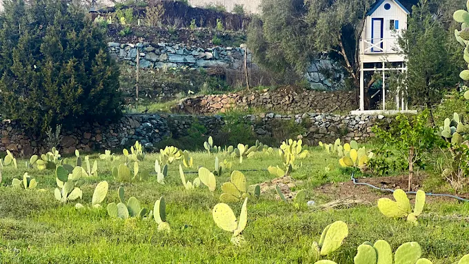 Barshoumi Al-Sarah Farm