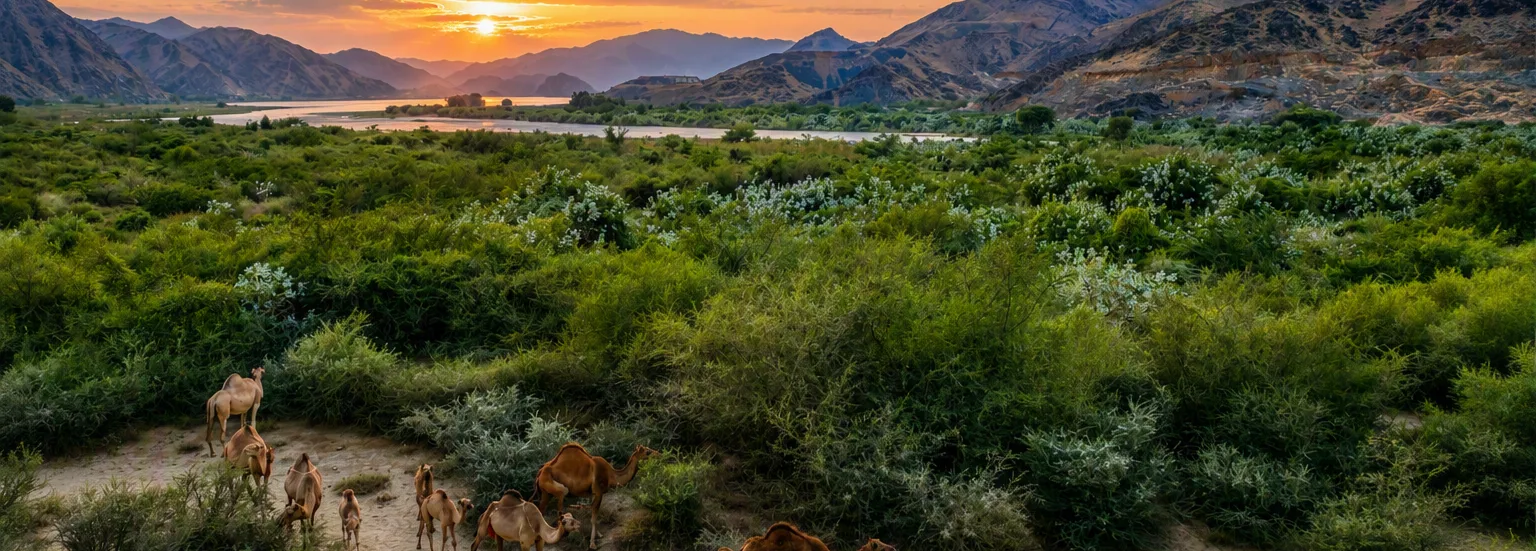 منطقة الباحة